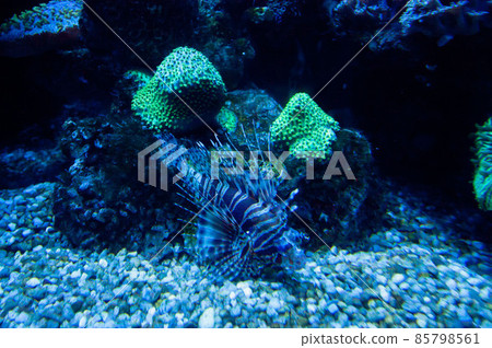 Colorful exotic tropical fishes underwater in aquarium. Colorful exotic tropical fishes underwater in aquarium. 85798561