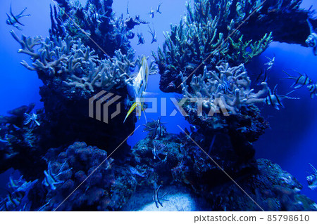 Colorful exotic tropical fishes underwater in aquarium. Colorful exotic tropical fishes underwater in aquarium. 85798610