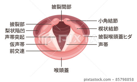 Vocal cord illustration_anatomy_name 85798858