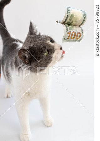 The cat sniffing 100 dollars. Closeup. Cat with money. 85798921