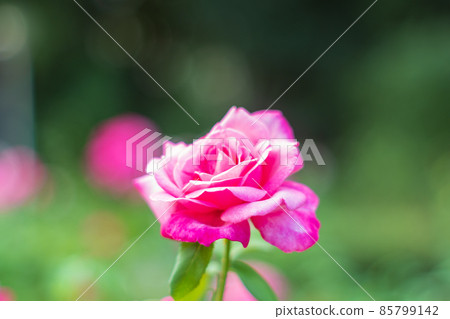 大阪宇坪公園的玫瑰 大阪宇坪公園的玫瑰 85799142