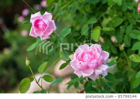 大阪宇坪公園的玫瑰 85799144