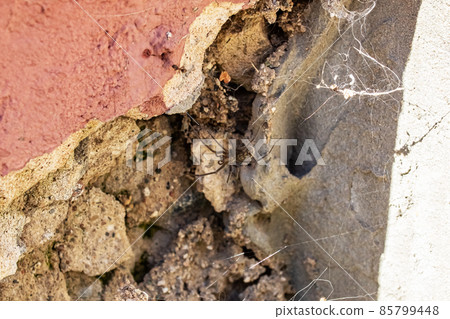 Spider on a web on a broken wall Spider on a web on a broken wall 85799448