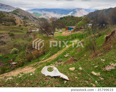 Cow skull on the green lawn in dramatic spring village landscape. Ghost town, bad feeling, choice of path concept. 85799619