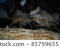 Image of stick insect insect mimicking a tree branch 85799655