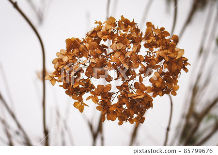 Golden winter flower on snowy background on winter 85799676
