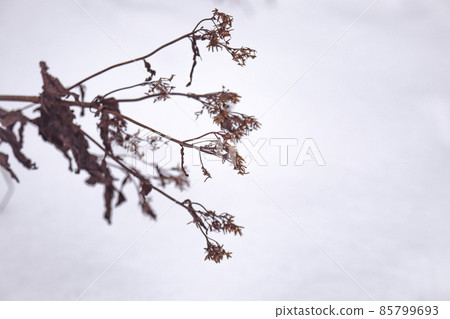 Dry old weed branch on white snow background 85799693
