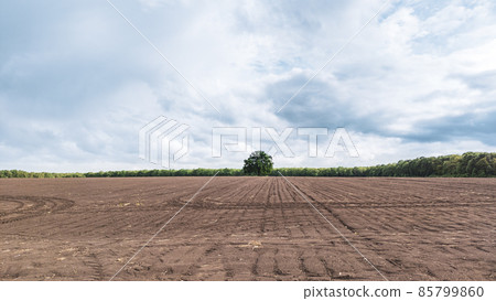 Driving bare spring field with lonely green tree 85799860