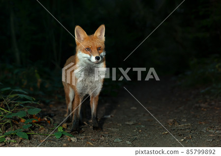 Close up of a Red fox in forest at night Close up of a Red fox in forest at night 85799892