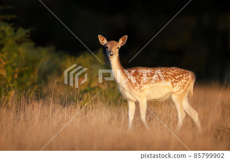 Close-up of a young Fallow deer in the field of grass 85799902
