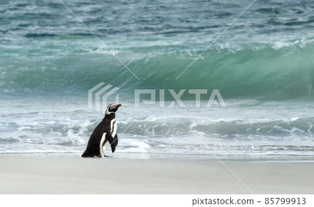 Magellanic penguin standing on a sandy beach against large waves 85799913