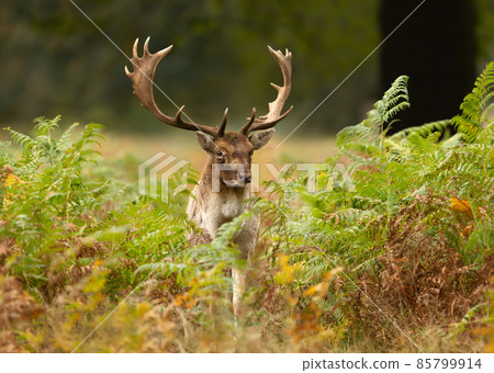 Close up of a Fallow deer standing in the field of ferns Close up of a Fallow deer standing in the field of ferns 85799914
