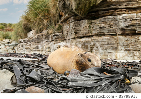 Close up of a Southern elephant  seal lying in the seaweeds 85799915