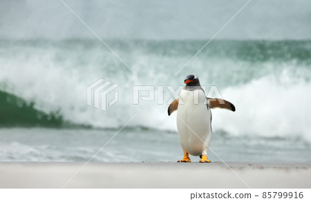 Gentoo penguin walking on a sandy beach against big waves Gentoo penguin walking on a sandy beach against big waves 85799916