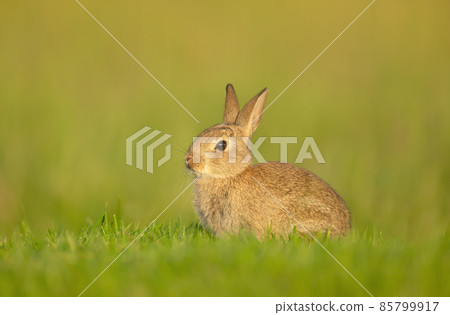 Close up of a cute little rabbit sitting in grass 85799917
