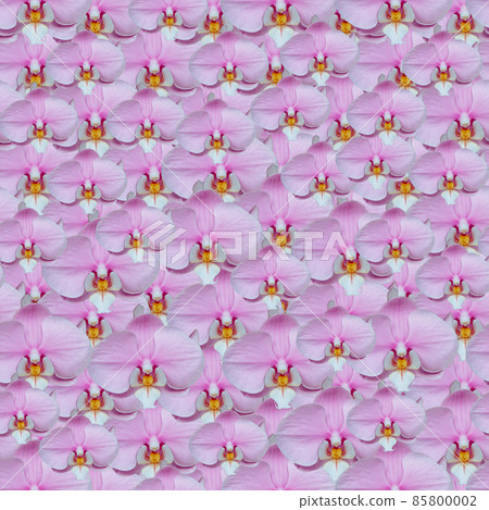 Light pink orchid seamless pattern with full... - Stock Illustration ...