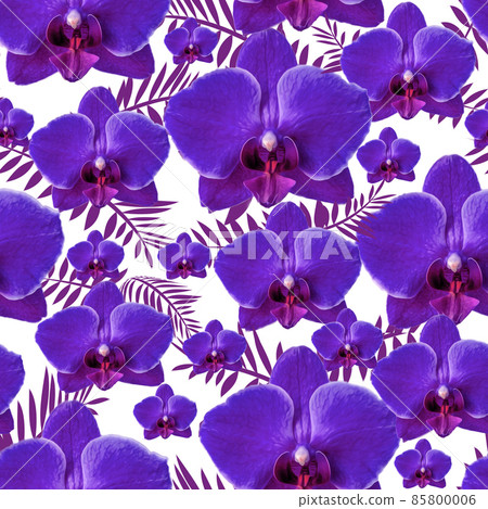 Violet orchid with long leaves seamless pattern on white Violet orchid with long leaves seamless pattern on white 85800006