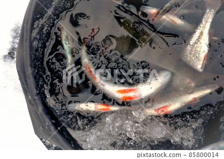 Fish in bucket on snow winter fishing Fish in bucket on snow winter fishing 85800014