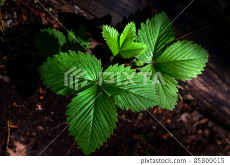 Green strawberry leaves without berries on dark background Green strawberry leaves without berries on dark background 85800015