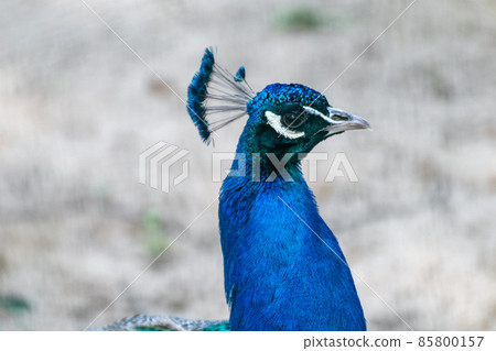 Blue peafowl with long colourful feathers walking Blue peafowl with long colourful feathers walking 85800157