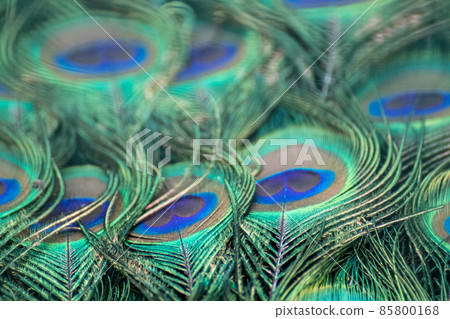 Blue peafowl long feathers with colourful eyespots Blue peafowl long feathers with colourful eyespots 85800168