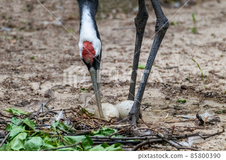 The red-crowned crane bird takes care of eggs The red-crowned crane bird takes care of eggs 85800390