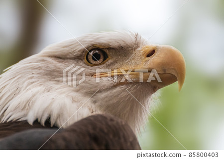 Portrait of a bald eagle wild life close-up 85800403
