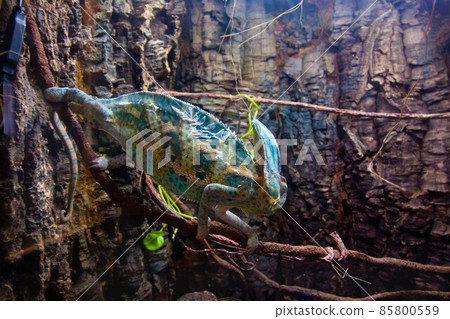 Veiled beautiful Chameleon walking on a stick. 85800559