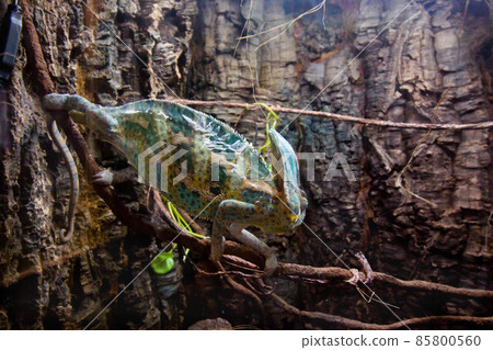 Veiled beautiful Chameleon walking on a stick. 85800560