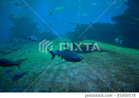 Colorful exotic tropical fishes and sharks underwater in aquarium. Colorful exotic tropical fishes and sharks underwater in aquarium. 85800578