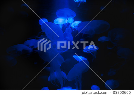 Beautiful blue jellyfishes on black background. Beautiful blue jellyfishes on black background. 85800600