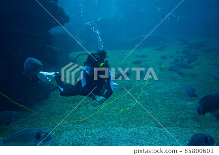 Diver with colorful exotic tropical fishes and sharks underwater in aquarium. 85800601