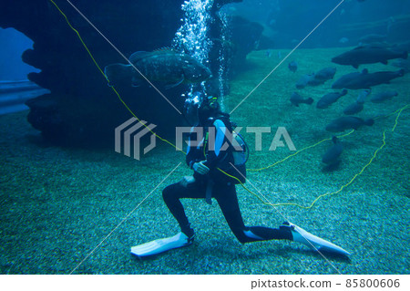 Diver with colorful exotic tropical fishes and sharks underwater in aquarium. Diver with colorful exotic tropical fishes and sharks underwater in aquarium. 85800606