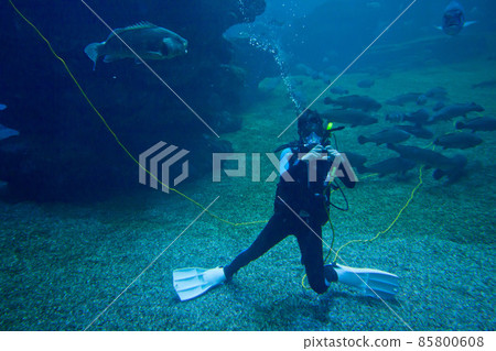 Diver with colorful exotic tropical fishes and sharks underwater in aquarium. 85800608