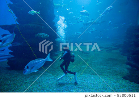 Diver with colorful exotic tropical fishes and sharks underwater in aquarium. 85800611
