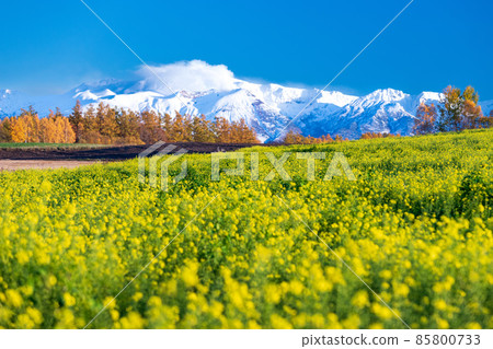 Full bloom mustard vegetable field and Tokachidake mountain range 85800733