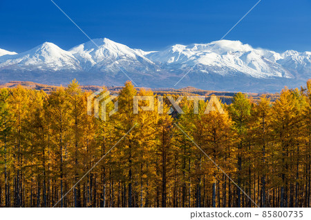 Autumn leaves larch forest and Tokachidake mountain range 85800735