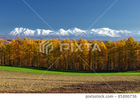 Autumn leaves larch forest and Tokachidake mountain range 85800736