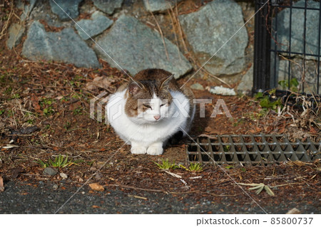 Cute brothers and sisters stray cats come to eat with a feeling of running Cute brothers and sisters stray cats come to eat with a feeling of running 85800737