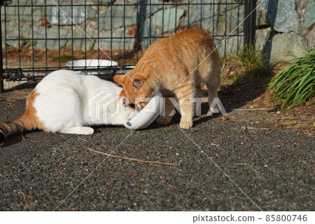Cute brothers and sisters stray cats come to eat with a feeling of running Cute brothers and sisters stray cats come to eat with a feeling of running 85800746