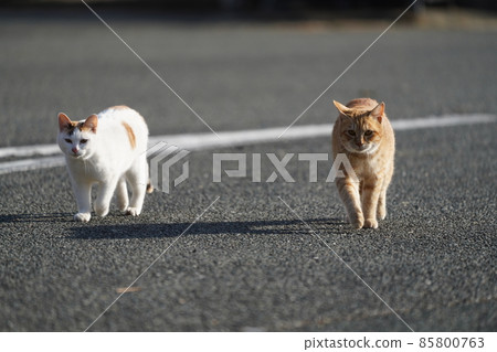 Cute brothers and sisters stray cats come to eat with a feeling of running Cute brothers and sisters stray cats come to eat with a feeling of running 85800763