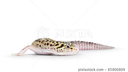 Leopard Gecko on white background 85800809