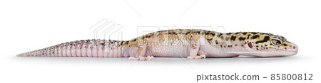 Leopard Gecko on white background Leopard Gecko on white background 85800812
