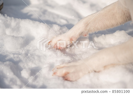 Close-up of freezing dog paws on white snow in winter. Close-up of freezing dog paws on white snow in winter. 85801100