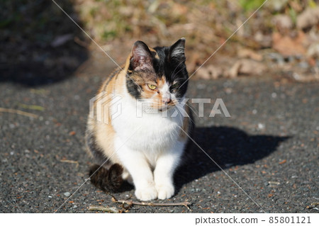 Aim and attack male stray cats who love calico females Aim and attack male stray cats who love calico females 85801121