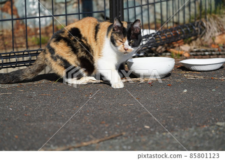 瞄準並攻擊喜歡印花布雌性的雄性流浪貓 瞄準並攻擊喜歡印花布雌性的雄性流浪貓 85801123