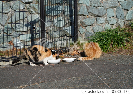 Aim and attack male stray cats who love calico females Aim and attack male stray cats who love calico females 85801124