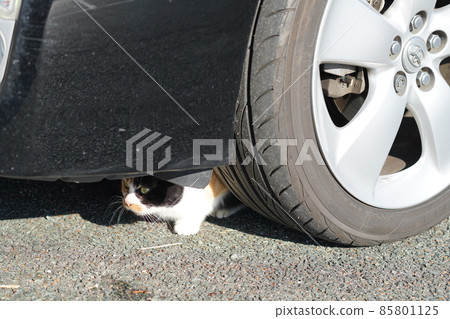 Aim and attack male stray cats who love calico females Aim and attack male stray cats who love calico females 85801125