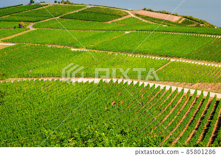 Vineyards green fields landscape with grapevine rows on hills in Rhine Gorge or river Rhine Valley Vineyards green fields landscape with grapevine rows on hills in Rhine Gorge or river Rhine Valley 85801286