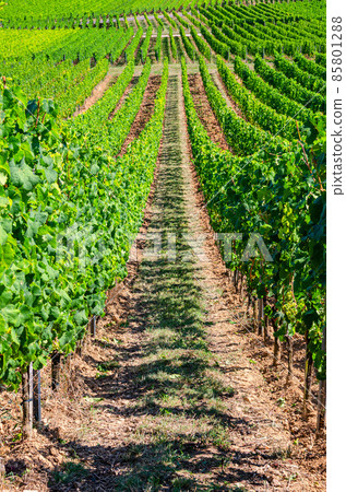 Grapevine rows in vineyards green fields landscape with grape trellis on hills in river Rhine Valley Grapevine rows in vineyards green fields landscape with grape trellis on hills in river Rhine Valley 85801288